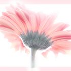 Gerbera 