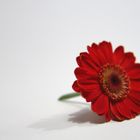 Gerbera