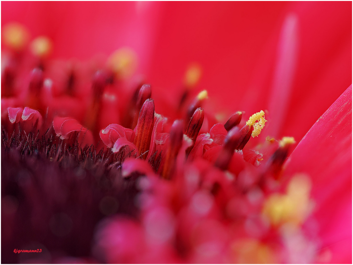 gerbera....