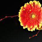 Gerbera