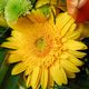 gerbera daisy