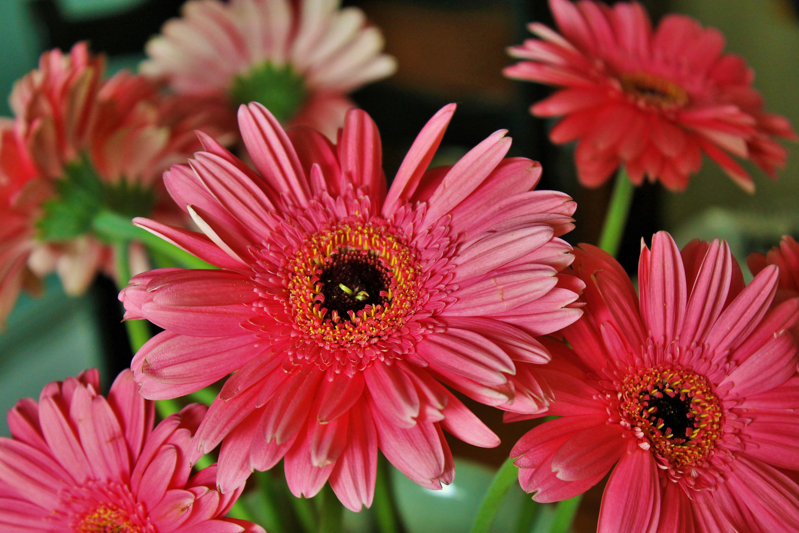 Gerbera Daisy