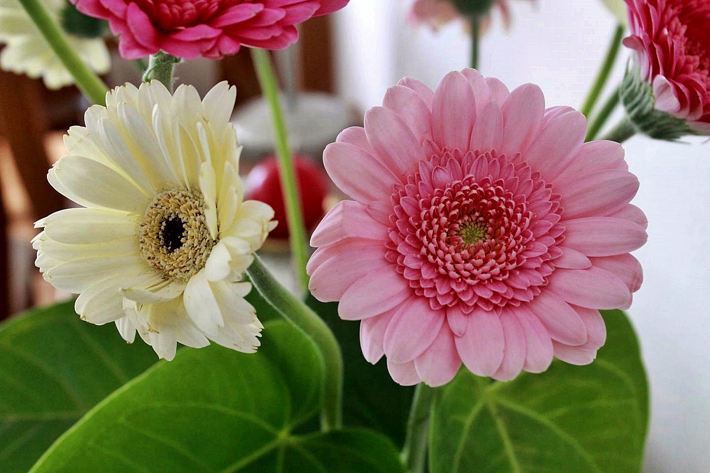 Gerbera