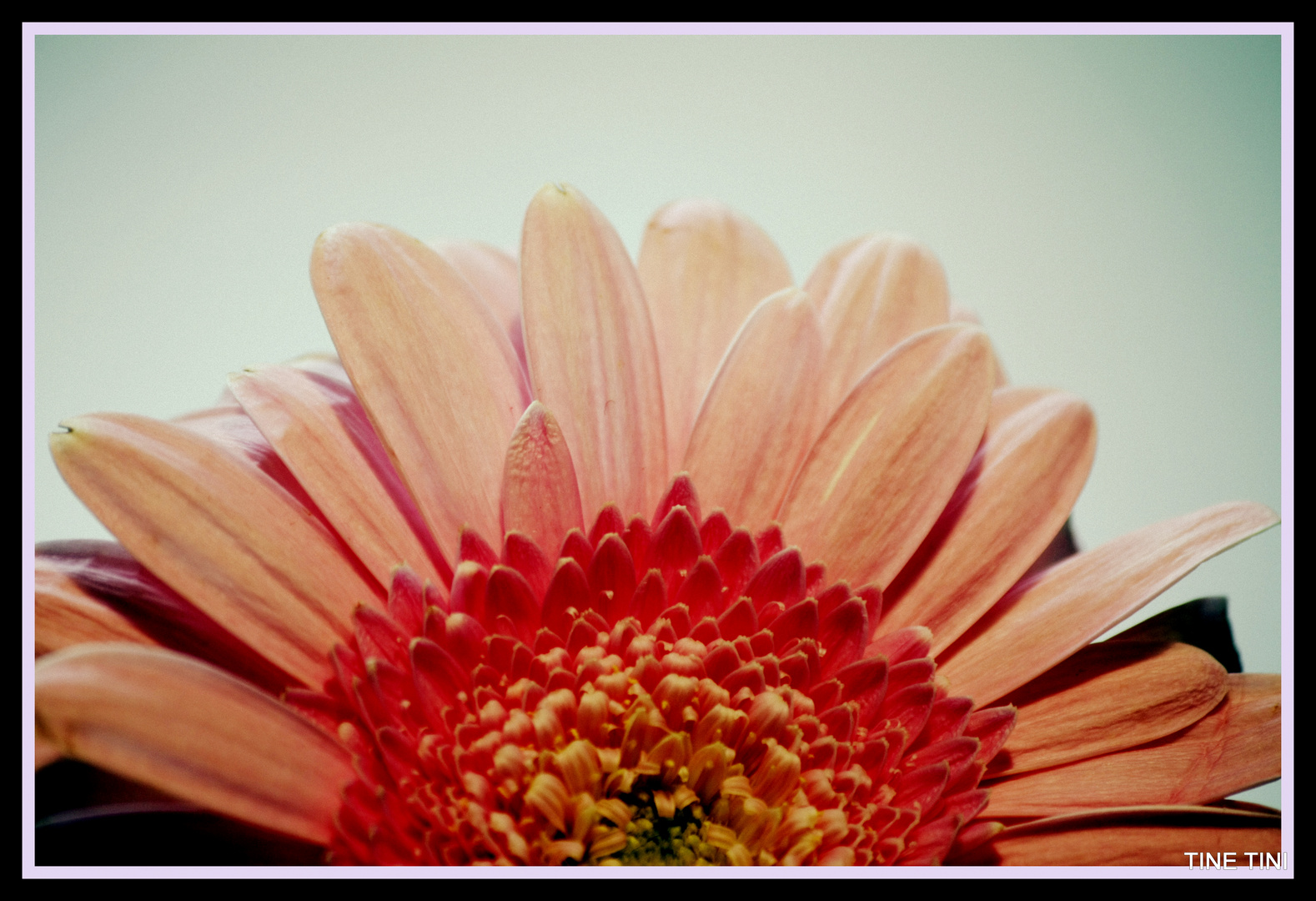 Gerbera