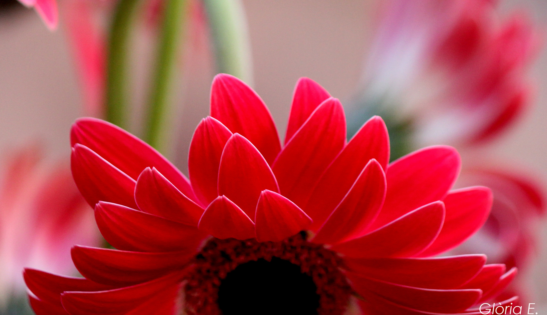 GERBERA