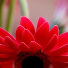 GERBERA