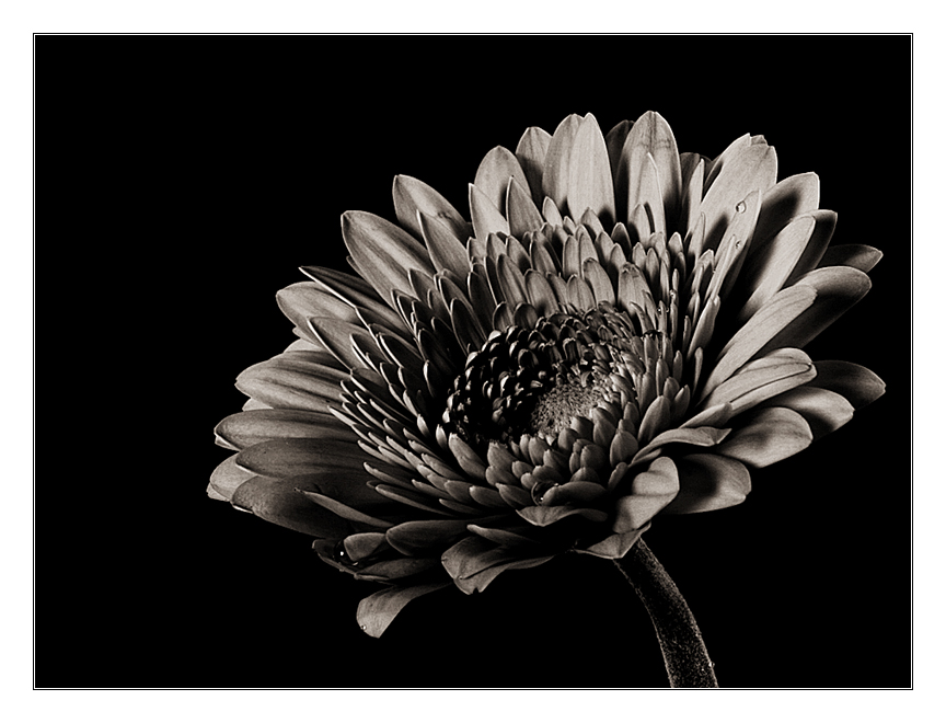 Gerbera