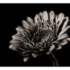 Gerbera