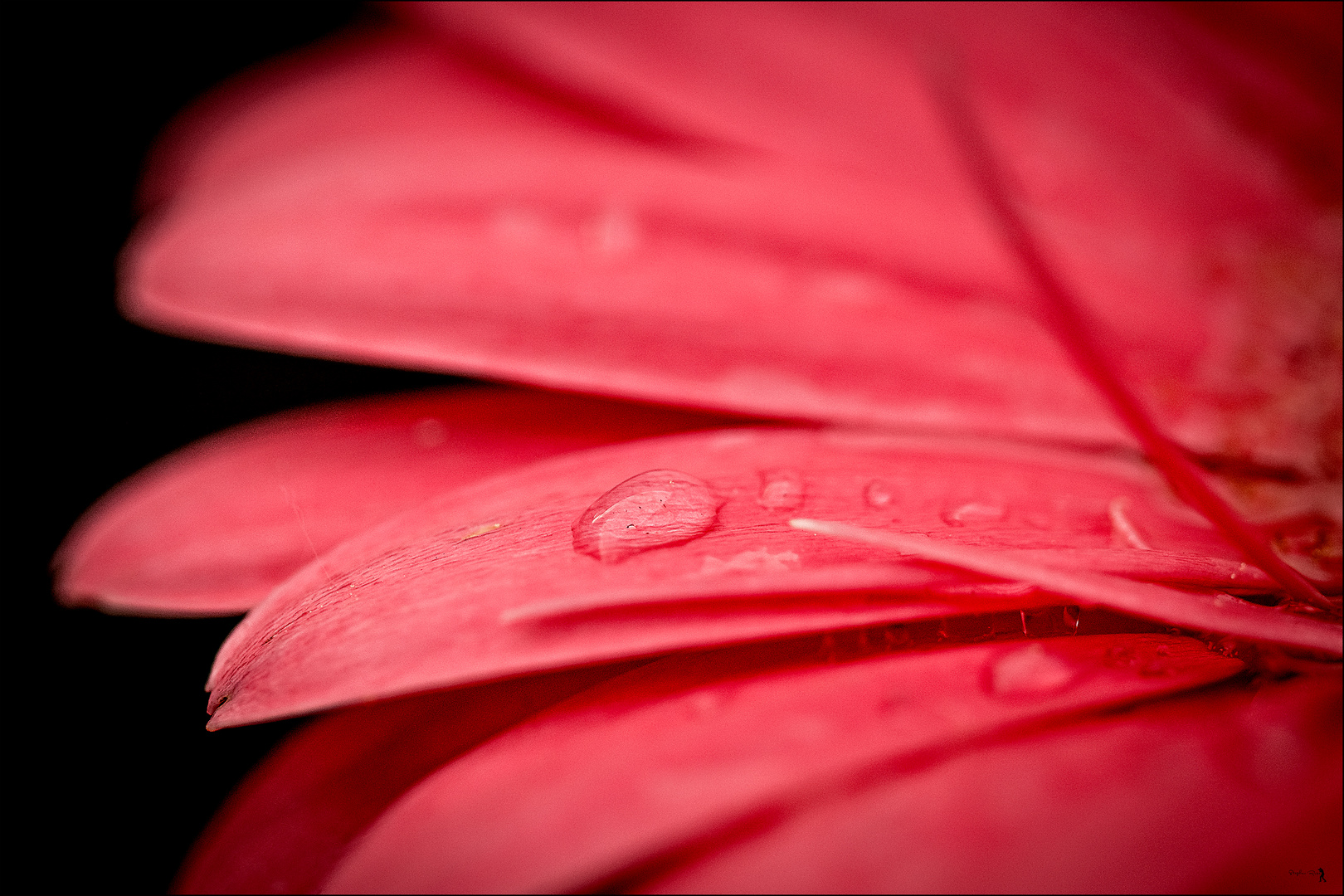 Gerbera 