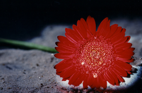 Gerbera