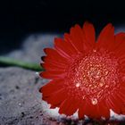 Gerbera