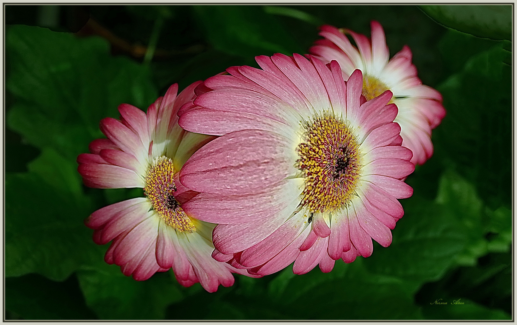 Gerbera  