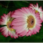 Gerbera  