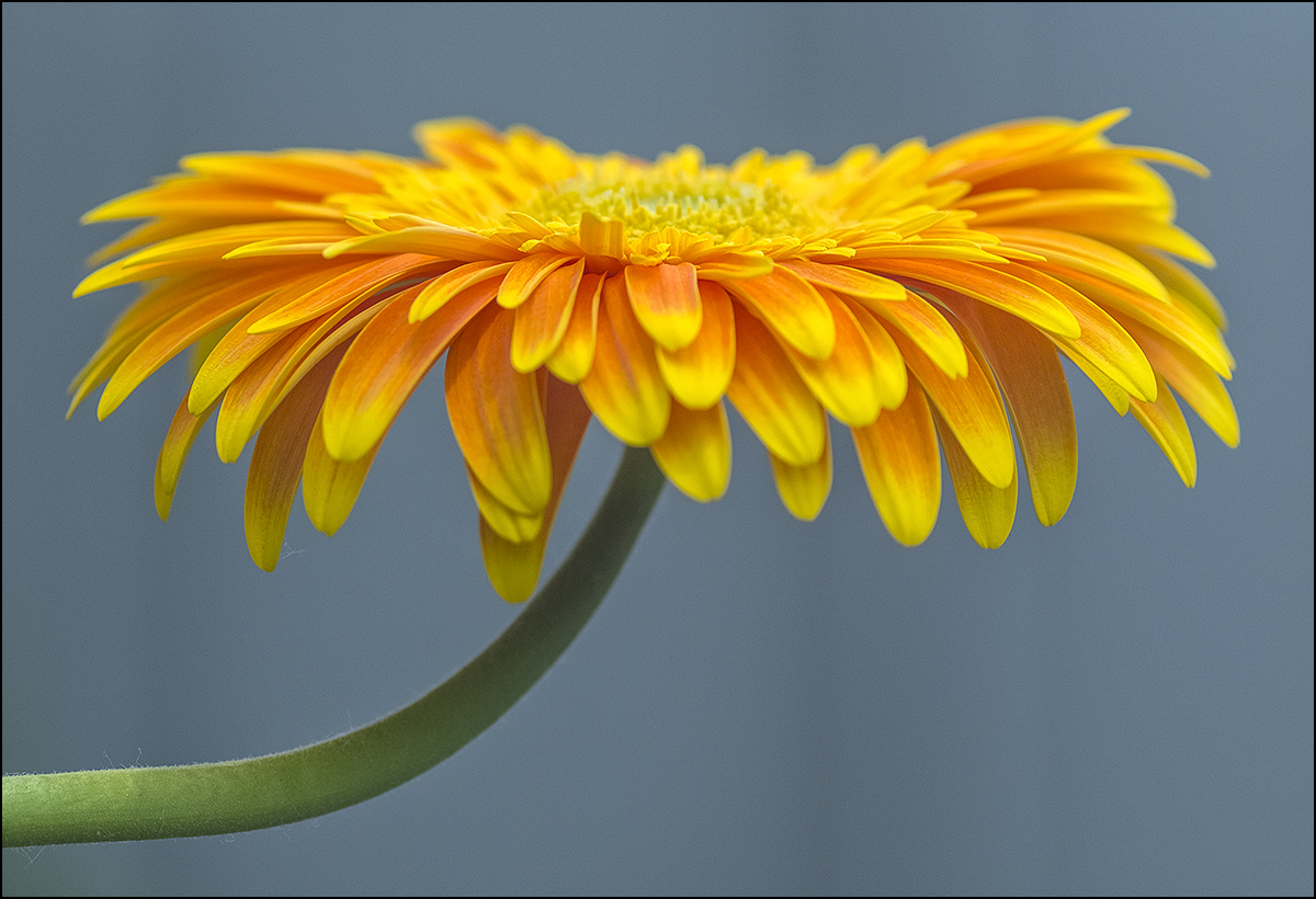 Gerbera