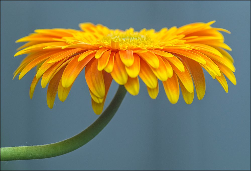 Gerbera