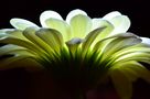 Gerbera by Birgit Noack 