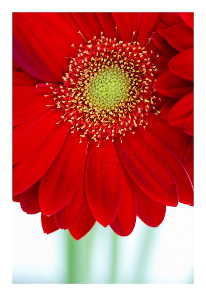 Gerbera