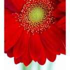 Gerbera