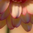 * Gerbera Detail *