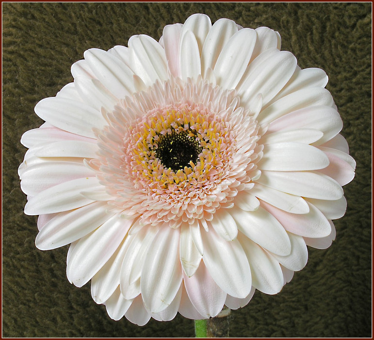 Gerbera