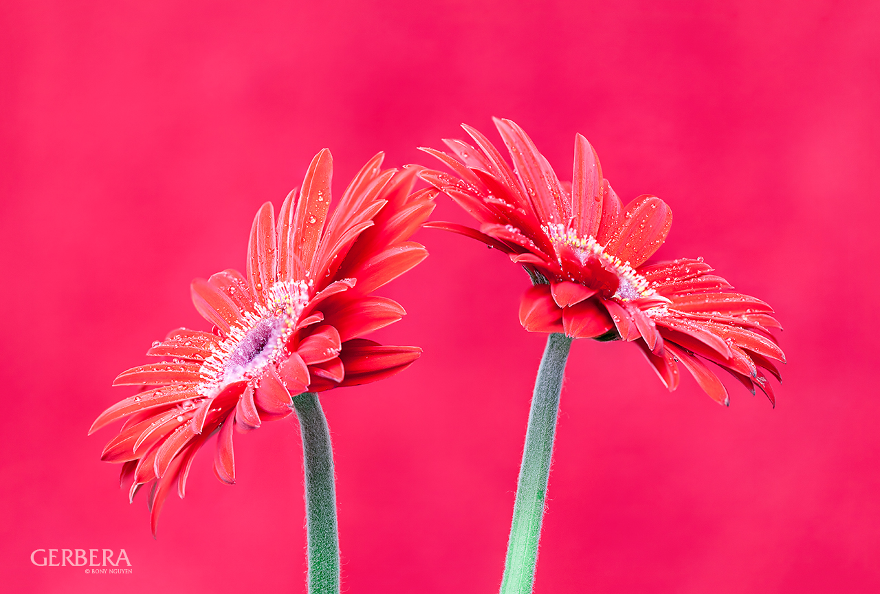 Gerbera