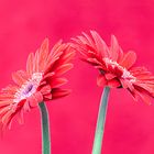 Gerbera