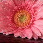 Gerbera