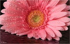 Gerbera