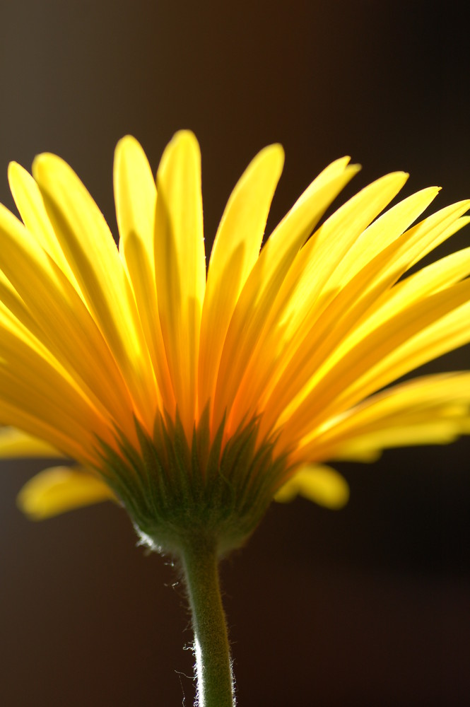 Gerbera