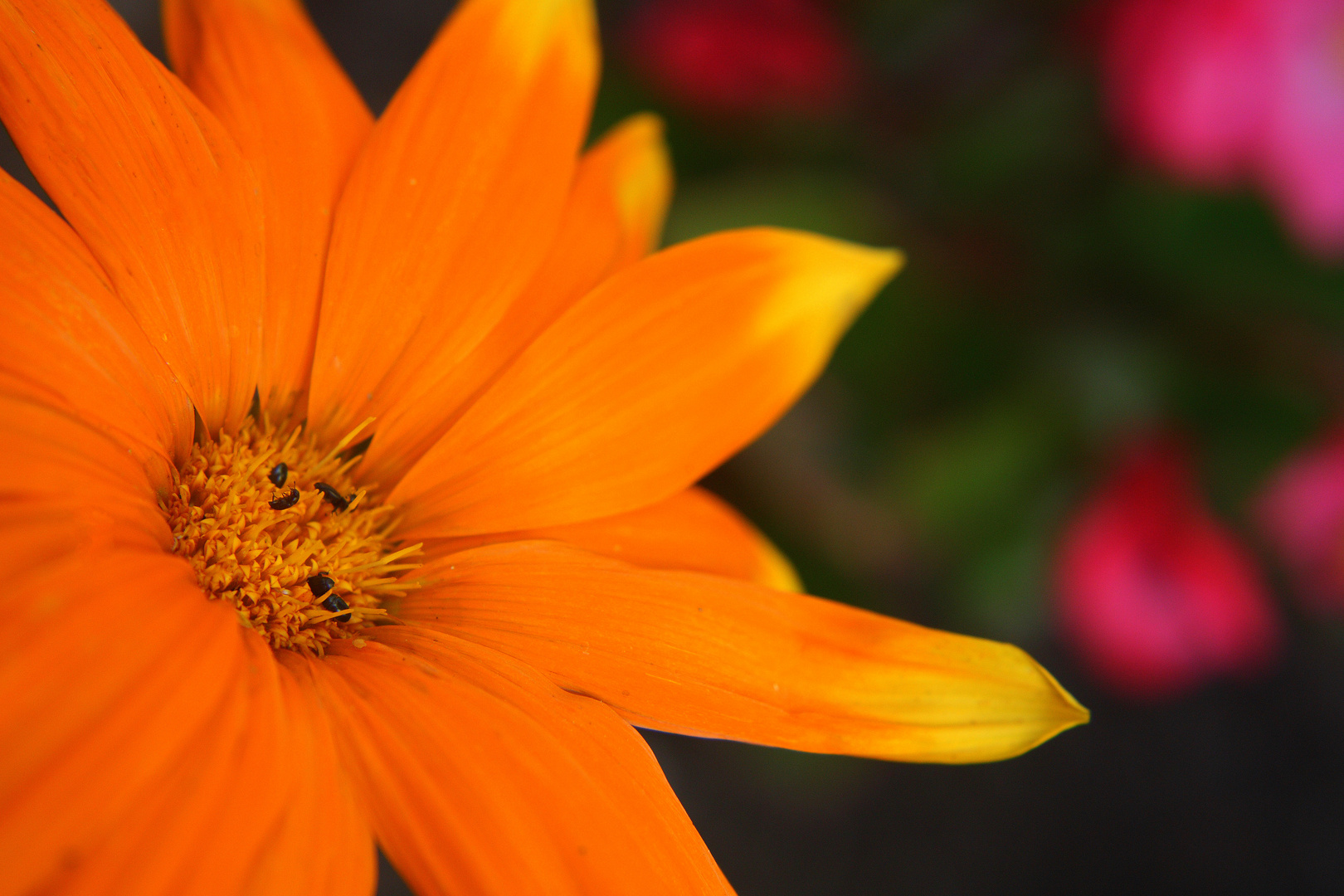 Gerbera