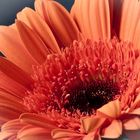 Gerbera die 2.