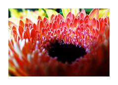 Gerbera die Zweite