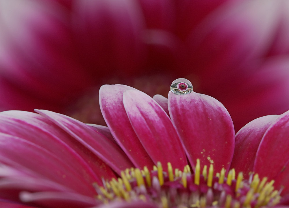 Gerbera Drop