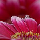 Gerbera Drop