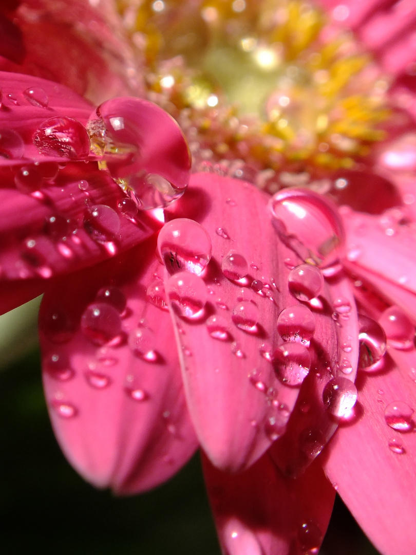 Gerbera drops