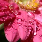 Gerbera drops