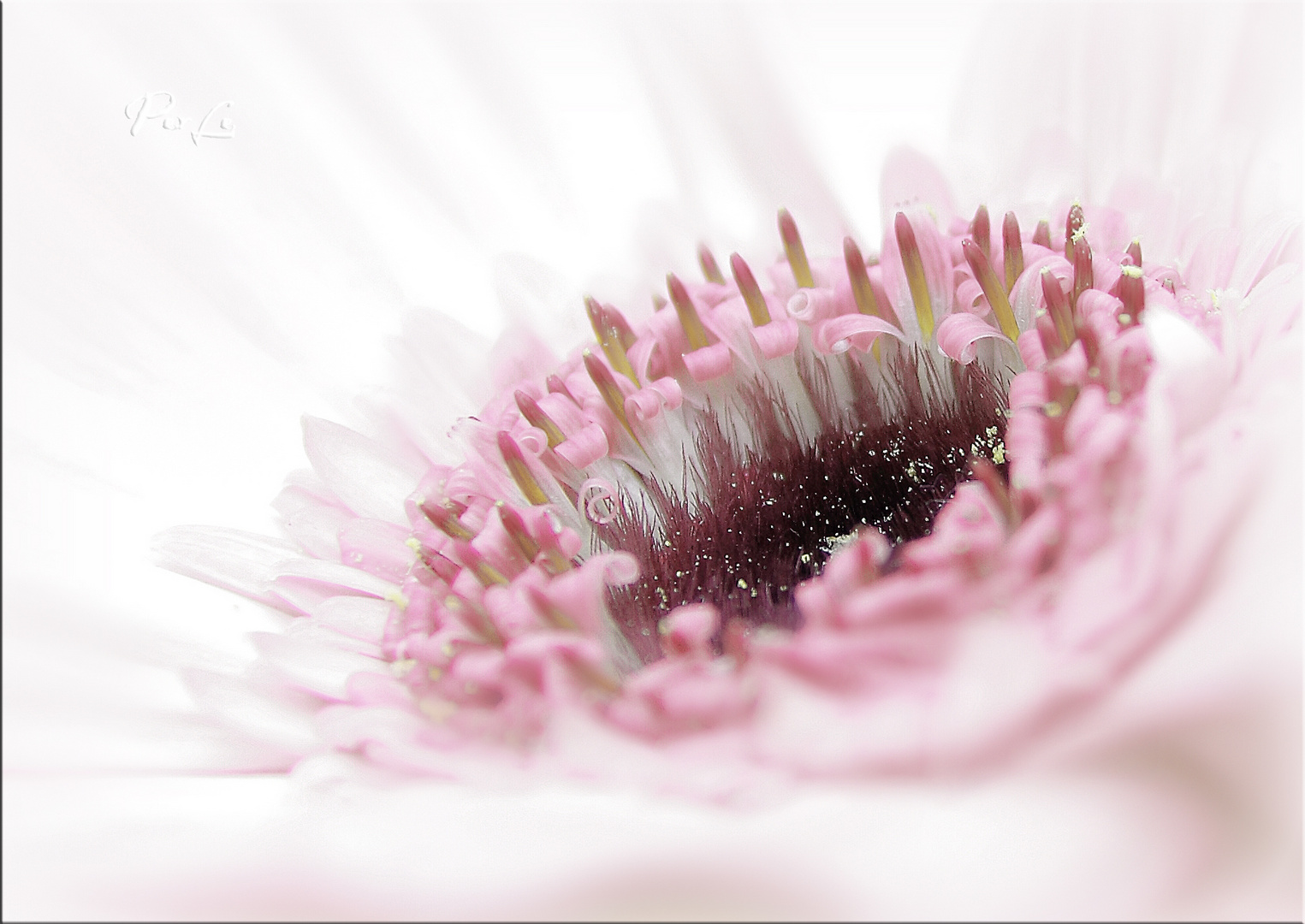 Gerbera - Du machst alles schöner!