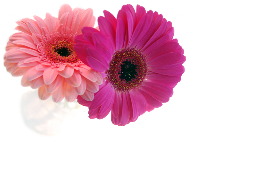 Gerbera Duo