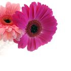 Gerbera Duo