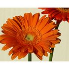 Gerbera-Duo