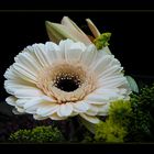 Gerbera