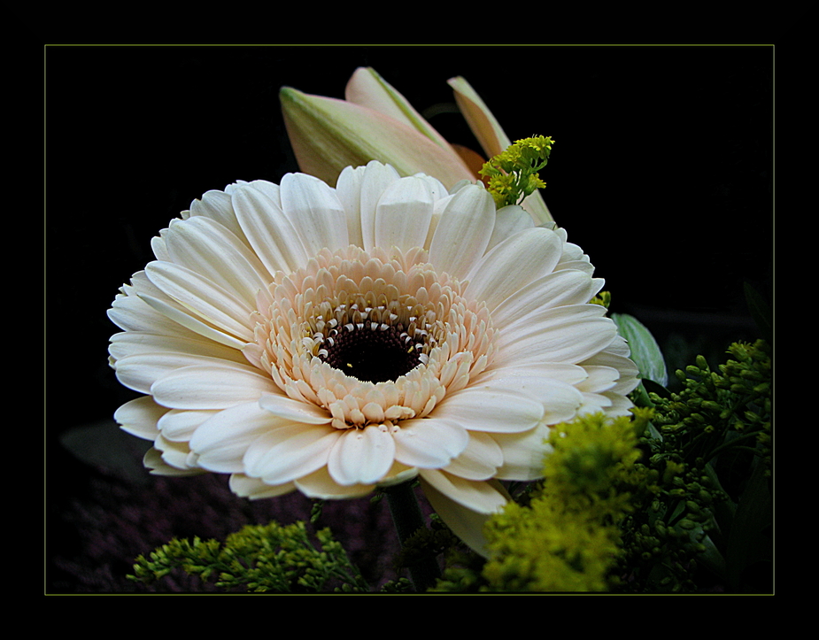 Gerbera