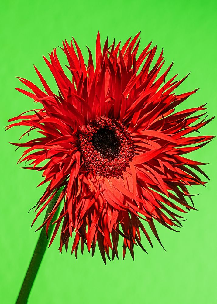 Gerbera