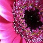 Gerbera