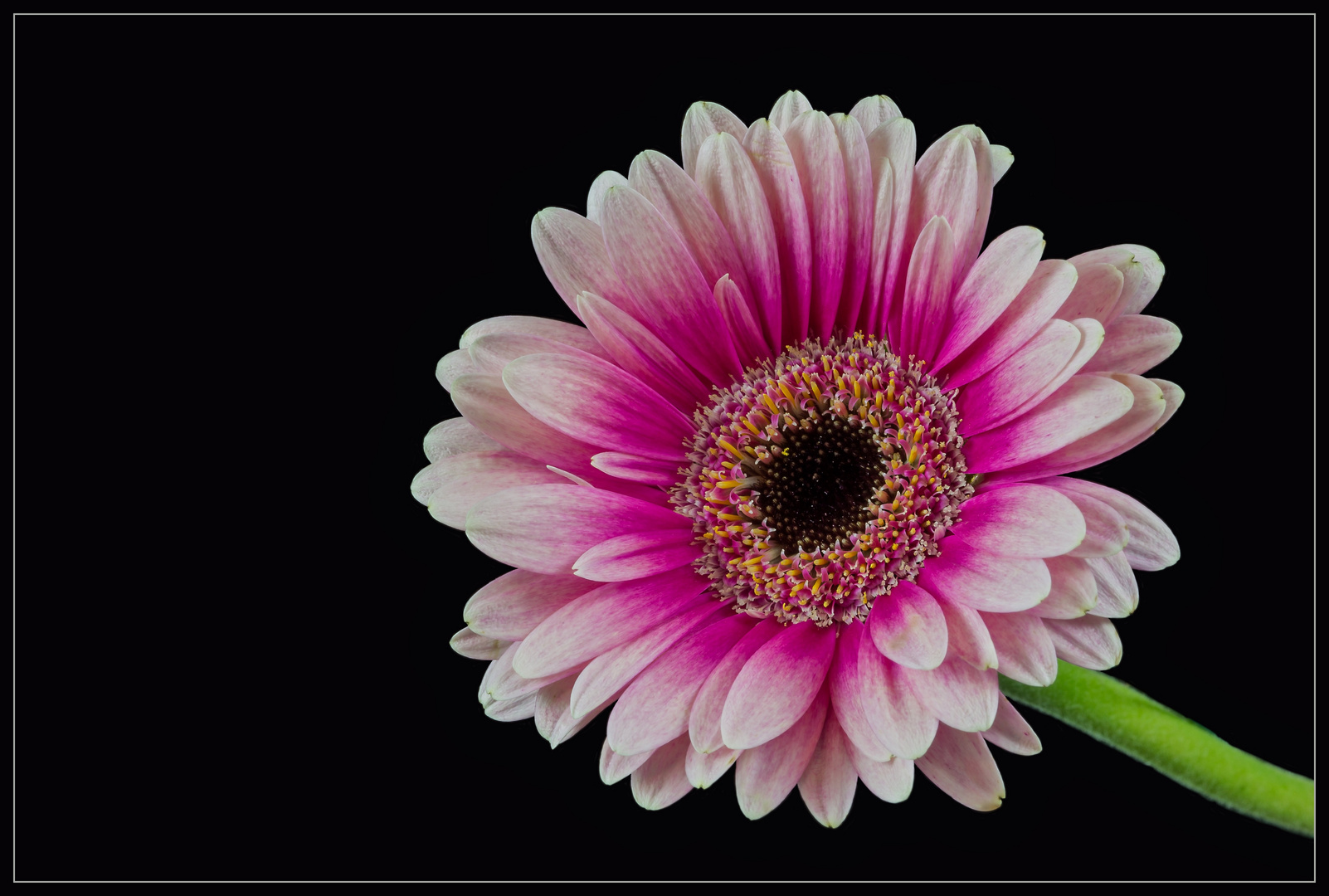 Gerbera