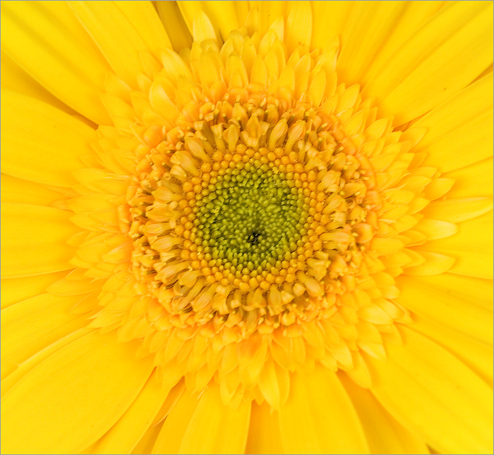 Gerbera