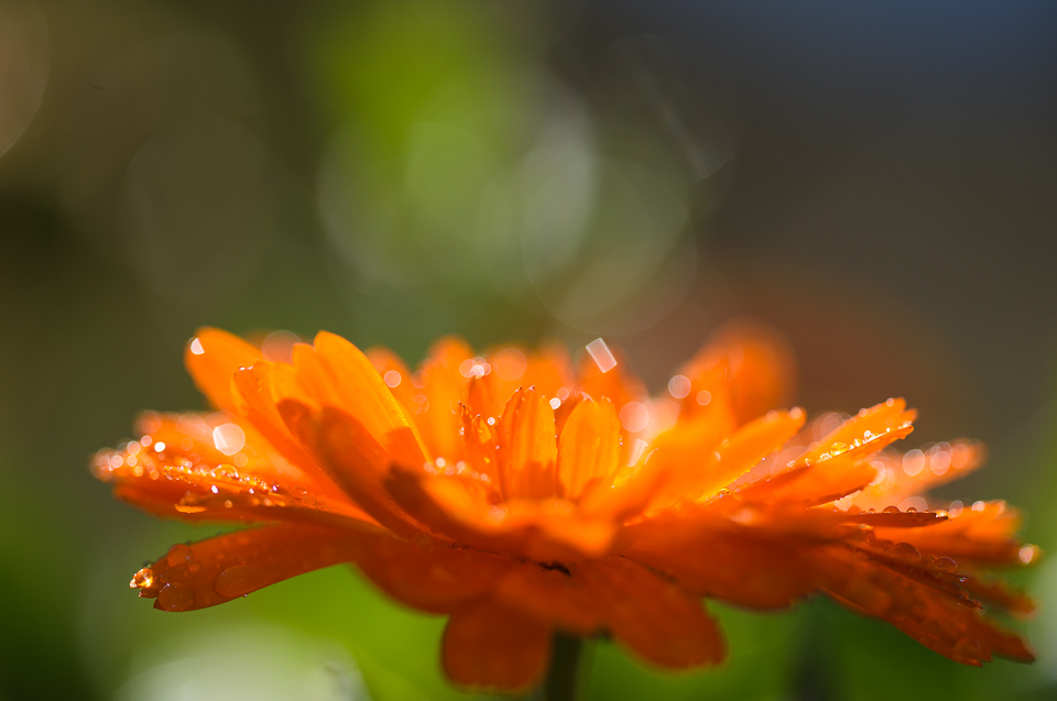 Gerbera