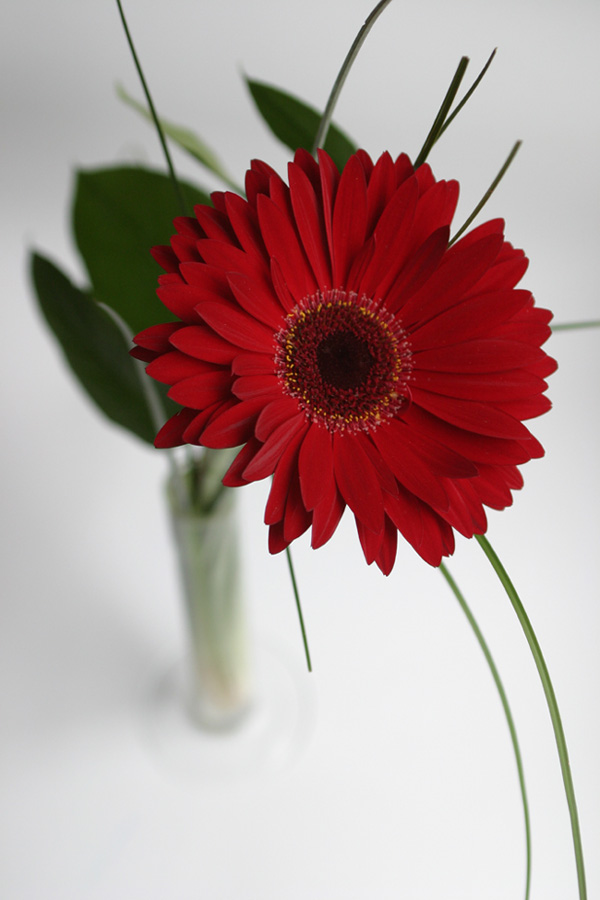 Gerbera