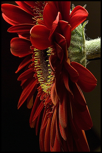 Gerbera