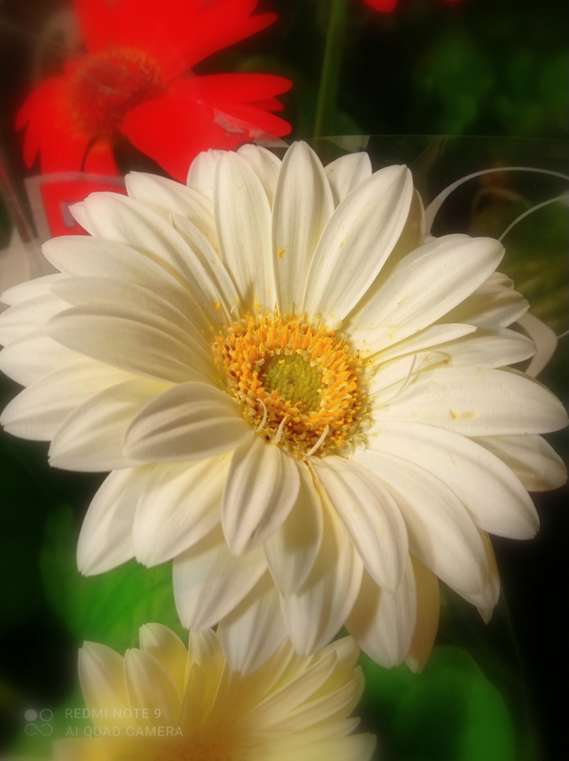 Gerbera